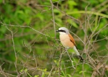 WildLife Photos of Birds, Shrikes, Red-backed Shrike, Lanius collurio